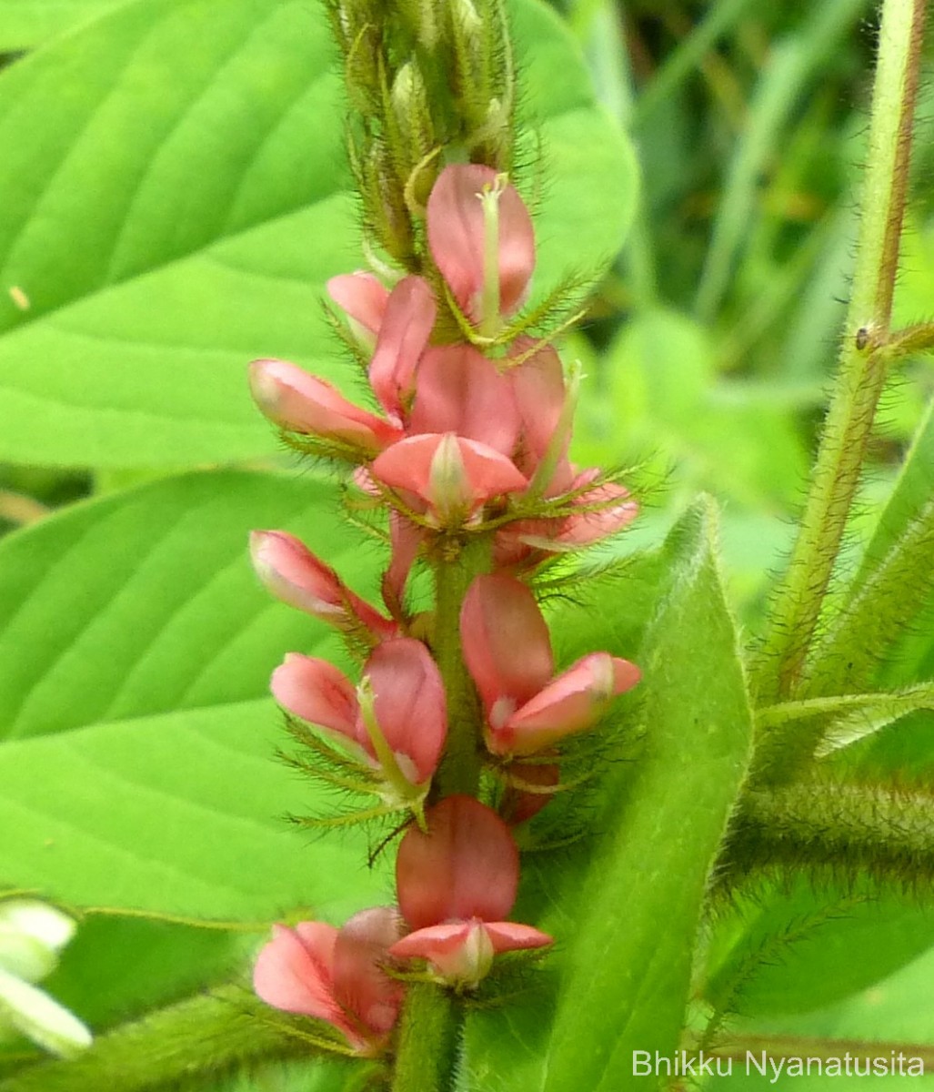 Indigofera hirsuta L.